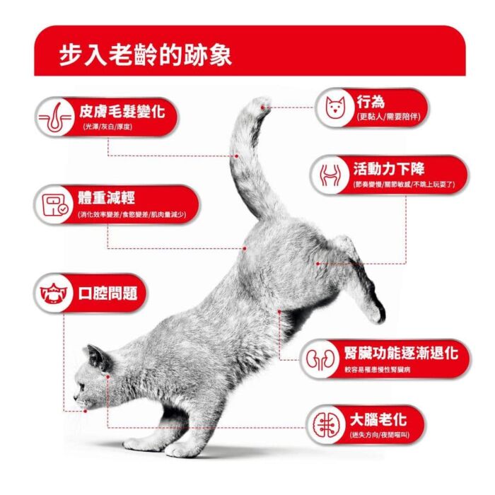 Royal Canin法國皇家老貓乾糧 - 老年貓11+營養配方