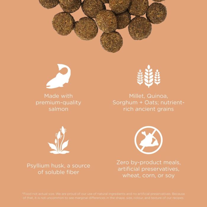 Trial Pack Go! SOLUTIONS Dog Food - Digestion & Gut - Salmon With Grains