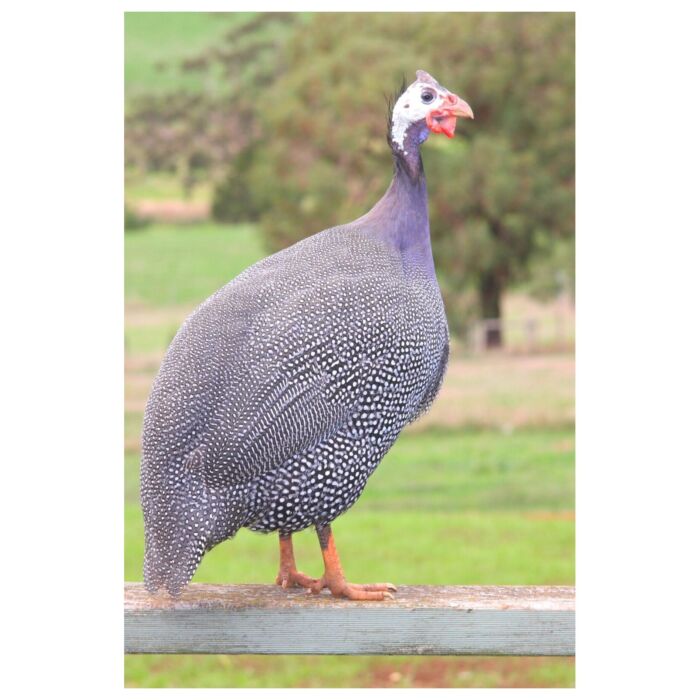 Weruva Cat Can - Cats in the Kitchen - Fowl Ball - Chicken & Turkey 3.2oz | 90g - EXP 30-11-2026