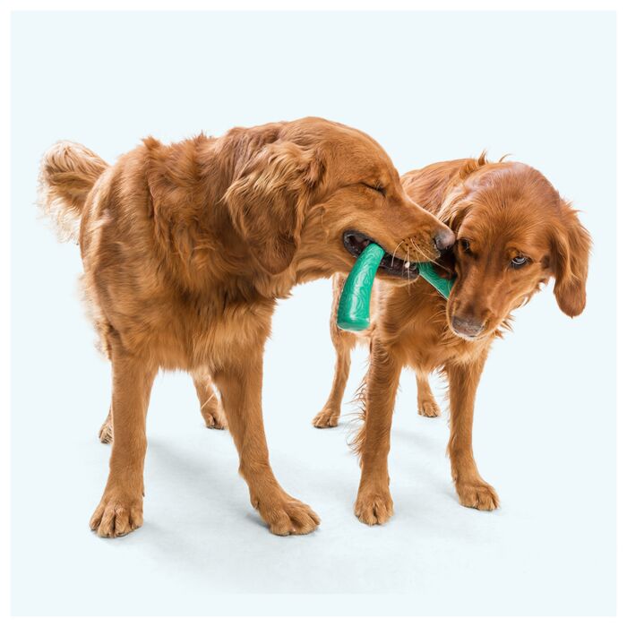 West Paw 狗玩具 - Snorkl 拋接玩具 - 綠色