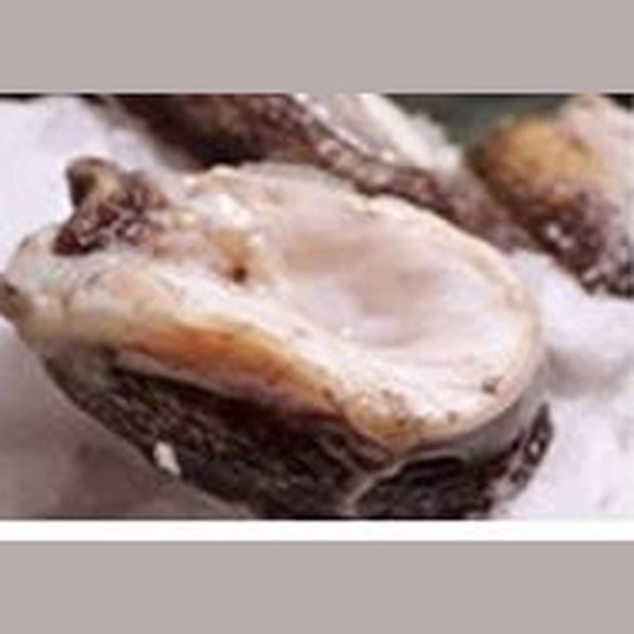 Abalone — marine concentrate
