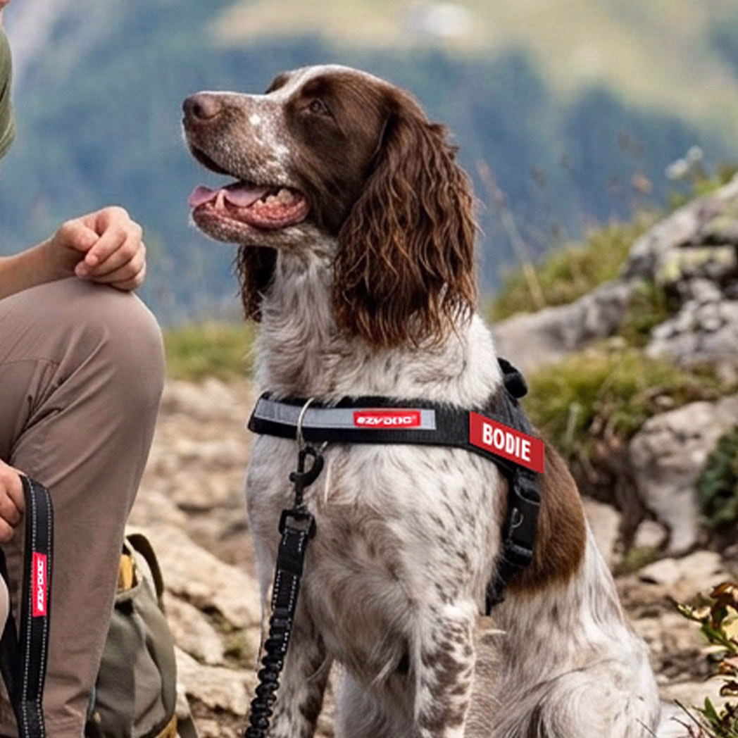 Dog wearing an EzyDog Express harness
