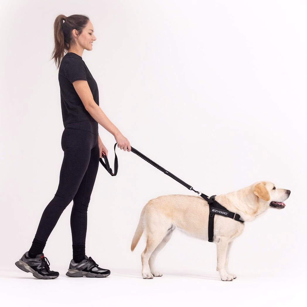 EzyDog Express harness