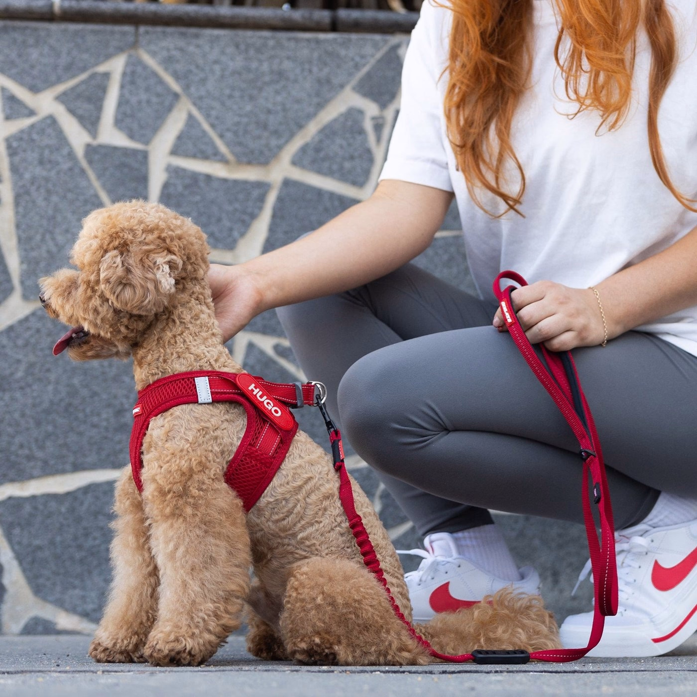 Small dog wearing an EzyDog FormFit harness